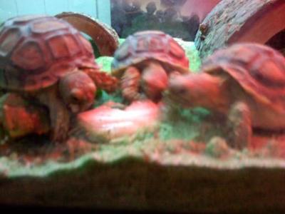tortogas
