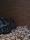 This is my tortoise sleeping