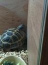 This is my tortoise in the cornor of the cage digging.