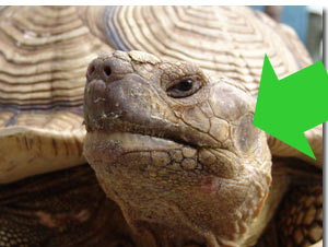 tortoise ears