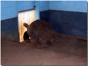 Galapagos tortoise in the Western Plains Zoo tortoise house keeping his feet warm