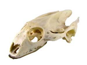 turtle skull, tortoise anatomy