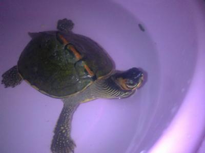 What is my turtle