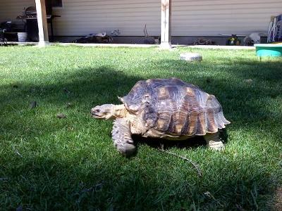 Found turtle