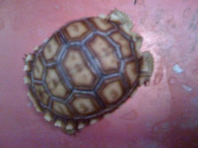 this is crush my African sulcata tortoise